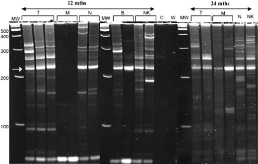 Figure 2. Polyclonality of vector inserts in blood leukocyte lineages of P2 at 12 and 24 months after gene therapy. Retroviral vector insertions are assessed by the LAM-PCR DNA amplification method22; amplified bands of multiple sizes are then separated by gel electrophoresis, where the various bands correspond to different retroviral-genomic DNA junctions. Shown in this figure are 3 electrophoresis gels cropped to show the relevant adjacent lanes. The different gels are separated by a vertical white line. Gels A and B were run at the same time and amplifications of DNA from the various blood-cell lineages separated from a single blood sample from subject P2 were obtained at 12 months after gene therapy. Shown for each lineage are 2 to 3 independent amplifications for DNA from T (CD3+ lymphocytes), M (CD14+ monocytes), N (CD15+ neutrophils), B (CD19+ lymphocytes), and NK (CD56+CD3−) cells. Note that the unlabeled lane at the far right of gel B contained a sample of the same amplification of T as run in the left-most T lane in gel A to assure that gels A and B had run similarly. Also included in gel B are lanes containing the amplification of control (before gene therapy) blood cell DNA from P2 (C) and a water control (W). All gels contain a lan with molecular weight markers (MW), with the molecular weight indicated in base pairs (bp) at the left margin of gel A. The recurrent bright band at 227 bp (arrow at left) is derived from internal retroviral sequence. Polyclonality is demonstrated by bands of many sizes in T, B, and NK cells and neutrophils at 12 months after gene therapy. Gel C was run at a later time than gels A and B and contains amplifications of DNA from the various blood-cell lineages separated from a single blood sample from subject P2 obtained at 24 months after gene therapy. Shown in gel C are 2 independent LAM-PCR amplifications for the T and M lineages but only 1 amplification for N and NK lineages. Polyclonality of vector inserts is still observed at the 24-month time point.