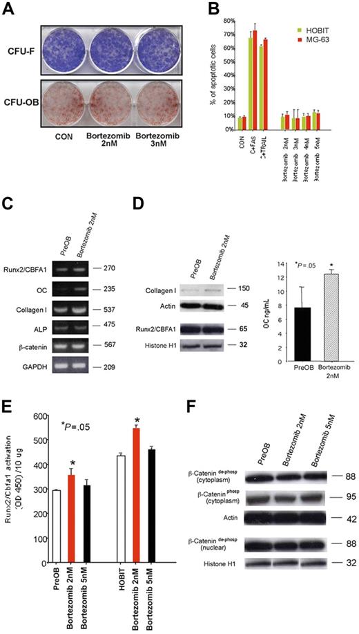 Figure 1. Effect of bortezomib on osteoblast progenitors and osteoblastic cells. Colony-forming units–fibroblast (CFU-Fs) and CFU-osteoblasts (OBs) were evaluated by alkaline phosphatase and alizarin red staining, respectively, in long-term human BM cell cultures incubated in the presence or absence of bortezomib at a concentration ranging from 2 nM to 5 nM (A). Human osteoblastic cells MG-63 or HOBITs (2 × 106) were incubated in the presence or absence of bortezomib (2 nM to 5 nM) for 48 hours. The number of dead and apoptotic osteoblastic cells was evaluated by a colorimetric method. Osteoblastic cells treated with TRAIL or stimulating anti-CD95 Ab (FAS) have been used as positive control (CON = control) (B). mRNA expression of the osteoblast-related markers was evaluated by RT-PCR in human PreOBs treated with bortezomib or vehicle for 24 hours (C). PreOBs were treated with bortezomib or vehicle for 48 hours; thereafter, collagen I and Runx2/Cbfa1 protein expression was evaluated by Western blot analysis in cell lysates and osteocalcin (OC) levels detected in conditioned media by ELISA. Graphs represent the mean OCs ± SD of 3 repeated experiments measured twice (D). The activity of the transcription factor Runx2/Cbfa1 was evaluated by an ELISA-based method in nuclear lysates of PreOBs and HOBITs treated for 48 hours with bortezomib (2-5 nM). Graphs represent the mean Runx2/Cbfa1 activation ± SD using 10 μg protein in 3 repeated experiments measured in triplicate (E). Both dephospho and phospho β-catenin were determined by Western blot in cytosolic or nuclear lysates of PreOBs treated with bortezomib (2-5 nM) or vehicle. Actin and histone H1 were used as internal controls (F).