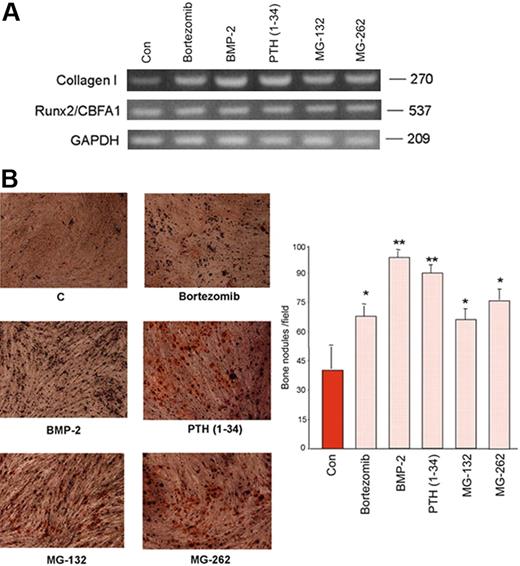 Figure 2. Effect of bortezomib on osteogenic differentiation of human mesenchymal cells. Confluent PreOB cells were treated with or without bortezomib (2 nM) or BMP-2 (50 ng/mL) or PTH (1-34) (50 ng/mL) or MG-132 (100 nM) or MG-262 (10 nM). After 24 hours, collagen I, Runx2/Cbfa1, and GAPDH mRNA expression was evaluated by RT-PCR (A). Adherent PreOB cells were incubated in osteogenic differentiating medium as described in “Patients, materials, and methods” in the presence or absence of bortezomib (2 nM) or BMP-2 (50 ng/mL) or PTH (1-34) (50 ng/mL) or MG-132 (100 nM) or MG-262 (10 nM) for 21 days, replacing medium with fresh one every 3 days. After the culture period, cells were fixed and stained for the presence of bone nodules by alizarin red. Graphs and bars represent the mean plus SD of bone nodules × field of 2 independent experiments performed in triplicate (*P < .05; **P < .01) (B). Images were obtained on a Nikon Eclipse TE 300 microscope at 10×/0.13 using a DS-U1 digital slight and at 4×/0.12 objective lens (Original magnification × 5).