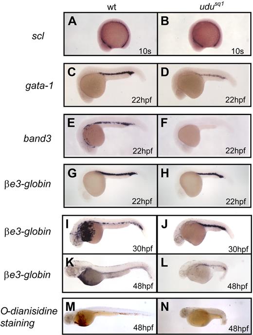 Figure 1. Primitive erythroid hypoplasia in Udusq1−/− mutants. (A-L) WISH of scl (A-B), gata1 (C-D), band3 (E-F), and βe3-globin (G-L) expression. (M-N) o-dianisidine staining of 2-dpf wild-type and Udusq1−/− embryos. All embryos are in lateral views with anterior to the left.