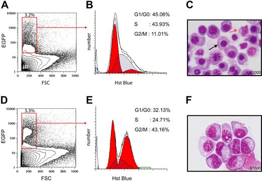 Figure 2. Primitive erythroid cells in Udusq1−/− mutants are defective in cell proliferation and differentiation. (A,D) FACS profile of the cell suspensions from 24-hpf wild-type (A) or Udusq1−/− mutant (D) embryos. The y-axis indicates the intensity of the GFP expression; x-axis represents cell size. (B,E) The GFP+ hematopoietic cells in panel A (total of 5394 cells) (B) and panel D (total of 6874 cells) (E) are subjected to DNA content analysis by Hoechst 33342 staining. The y-axis indicates the cell number, whereas the x-axis represents the DNA content. The percentages of each phase in cell cycle are given. (C,F) May-Grunwald and Giemsa staining analysis (magnification, × 1000) of sorted GFP+ cells in panels A (C) and D (F). Black and red arrows in panel C indicate erythroid and myeloid cells, respectively.