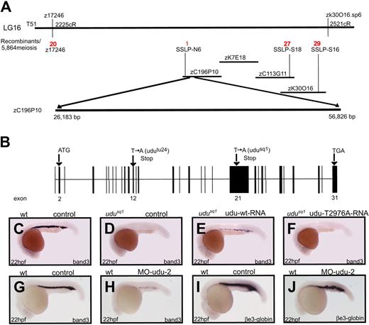 Figure 3. Identification of the Udu gene. (A) The udu gene is mapped to LG16 within the region covered by 3 BACs, zC196P10, zK7E18, and zC113G11. The number in red represents the number of the recombinants over 5864 meiosis events for each SSLP marker. Sequence analysis confirms that the udu mutation is situated in the BAC zC196P10. (B) The udu gene consists of 31 exons (solid box) and encodes a protein of 2055 aa. Both Udutu24 and Udusq1 harbor a nonsense mutation in exons 12 and 21, respectively. (C-F) WISH of band3 expression of 22-hpf wild-type embryo (C), Udusq1−/− embryo (D), Udusq1−/− embryo injected with in vitro synthesized wild-type udu (udu-wt) RNA (E), and Udusq1−/− embryo injected with in vitro–synthesized T2976A mutant (udu-T2976A) RNA (F). (G-J) band3 (G-H) and βe3-globin (I-J) expression by WISH in the 22-hpf control morphants (G,I), and MO-udu-2 morphants (H,J). In panels C to J, embryos are in lateral views with anterior to the left.