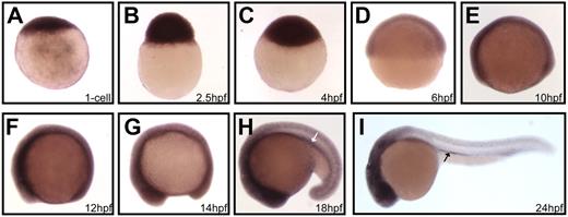 Figure 4. Temporal and spatial expression of the Udu gene during early zebrafish development. (A-I) Lateral views of WISH of udu expression in 1-cell (A), 2.5-hpf (B), 4-hpf (C), 6-hpf (D), 10-hpf (E), 12-hpf (F), 14-hpf (G), 18-hpf (H), and 24-hpf (I) embryos. White and black arrows indicate the ICM and the anterior region of kidney duct, respectively. Embryos in panels A-D are orientated with animal pole on top, whereas embryos in panels E-I are orientated with anterior to the left.