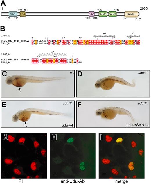 Figure 5. The Udu gene encodes a putative transcriptional modulator. (A) The Udu protein contains 6 conserved regions: CR-1, CR-2, CR-3, PAH-L1, PAH-L2, and SANT-L. (B) Protein sequence alignment of SANT-L domain between zebrafish Udu (top, fish-Udu, 1947-2039 aa) and mouse Udu homolog GON4L (1UG2 A). (C-F) Lateral views of o-dianisidine staining of 2-dpf wild-type (C), Udusq1−/− embryo (D), the Udusq1−/− embryo injected with udu-wt RNA (E), and the Udusq1−/− embryo injected with udu-ΔSANT-L RNA (F). The embryos in panels C-F are in lateral views with anterior to the left. Arrows in panels C and E indicate o-dianisidine–stained red blood cells. (G) PI staining of the pcDNA3.1/udu-wt–transfected COS7 cells. (H) Immunohistochemistry staining of the pcDNA3.1/udu-wt–transfected COS7 cells with the anti-Udu polyclonal antibody. (I) Superimposed image of panels G and H. Scale bars in panels G-I represent 10 μm.