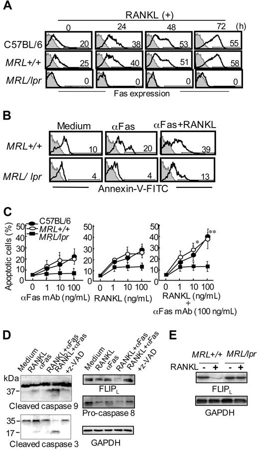 Figure 5. Fas signaling through RANKL in DCs. (A) BMDCs from normal B6, MRL+/+, and MRL/lpr mice were cultured with RANKL from 0 to 72 hours. Fas expression on the DCs was detected by flow cytometry. Numbers above horizontal lines indicate percentage of Fas+ cells. Results are representative of 3 independent experiments. (B) BMDCs from MRL+/+ and MRL/lpr mice were incubated with anti-Fas mAb, or anti-Fas mAb and RANKL, for 48 hours. Apoptotic cells were detected by flow cytometric analysis. Numbers above horizontal lines indicate percentage of Annexin-V+ cells. Results are representative of 3 independent experiments. (C) Apoptotic cells stimulated with anti-Fas mAb (1-100 ng/mL), RANKL (1-100 ng/mL), or RANKL and anti-Fas mAb (100 ng/mL) for 48 hours. B6 (●), MRL+/+ (○), and MRL/lpr (■) mice are shown. Data are means ± SD of 3 independent experiments. *P > .05; **P > .01. (D) BMDCs (5 × 104 cells) were cultured treated with RANKL (100 ng/mL) and anti-Fas mAb (100 ng/mL) in the presence or absence of inhibitor z-VAD for 48 hours. The expressions of caspase-9, caspase-3, caspase-8, and FLIPL of the stimulated BMDCs from control mice were analyzed by Western blot. GAPDH was used as a control for loading. Results are representative of 3 independent experiments. (E) FLIPL expression of RANKL-stimulated BMDCs from MRL+/+ and MRL/lpr mice was detected by immunoblot. GAPDH was used as a control for loading. Results are representative of 3 independent experiments.