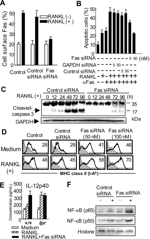 Figure 6. Effects of Fas siRNA on the functions of DCs. (A) Fas expression on Fas siRNA-transfected BMDCs from control mice was analyzed after the stimulation of RANKL. GAPDH siRNA or irrelevant oligonucleotides was used as control. Data are means ± SD of triplicate samples and are representative of 3 independent experiments. (B) Inhibitory effect of Fas siRNA on Fas and RANKL-induced apoptosis of BMDCs from control mice was observed. Apoptotic cells were detected by flow cytometric analysis. Data are means ± SD and representative of 3 independent experiments. (C) Fas siRNA-transfected BMDCs were stimulated with RANKL from 0 to 96 hours. Caspase-3 expression was analyzed by immunoblot. GAPDH was used as a control for loading. Data are representative of 3 independent experiments. (D) MHC class II expression on the Fas siRNA-transfected BMDCs stimulated with RANKL was detected by flow cytometric analysis. Numbers above horizontal lines indicate percentage of MHC class II+ cells. Data are representative of 3 independent experiments. (E) Fas siRNA-transfected BMDCs from MRL+/+ and MRL/lpr mice were stimulated with RANKL, and the secretion of IL-12 from the DCs was detected by ELISA. Data are means ± SD of triplicate samples and are representative of 3 independent experiments. (F) Nuclear translocation of NF-κB subunits (p65 and p50) was detected using the nuclear extracts of Fas siRNA-transfected BMDCs from control mice by Western blot analysis. Histone was used as a control for loading. Data are representative of 3 independent experiments.