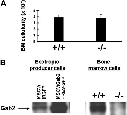 Figure 1. Gab2−/− mouse BM cells are present in normal absolute numbers despite the absence of Gab2 expression. (A) Total BM cells were harvested from individual littermate wild-type and Gab2−/− mice. The total cellularity is shown for n = 10 wild-type and Gab2−/− mice. No significant difference was observed (P = .7). (B) BM lysates from wild-type and Gab2−/− mice were immunoprecipitated with anti-Gab2 antibody and then subjected to Western blot analysis with anti-Gab2 antibody. The antibody used for these studies was provided by Toshio Hirano. IP/WB included positive control ecotropic producer cells expressing Gab2 from the MSCV-Gab2-IRGFP vector. The negative control ecotropic producer cells contained only the MSCV-IRGFP empty vector. Note that the producer cells (3T3-based) expressed some endogenous Gab2; this was increased with the vector containing Gab2. Error bars represent the mean plus or minus a standard deviation.