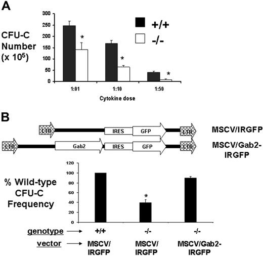 Figure 3. Defective CFU-C activity in the absence of Gab2 is correctable by retroviral complementation. (A) Gab2−/− and littermate wild-type mice (6 to 8 weeks of age) were humanely killed, and the BM cells were harvested and plated in methylcellulose medium to assay for the CFU-C frequency in response to a cytokine cocktail of SCF, IL-3, and IL-6 in either high-dose (1:01) or 1:10 and 1:50 dilutions. Day-7 BM CFUs-C were assayed in methylcellulose medium after culture with limiting cytokine concentrations. *P > .05 relative to wild-type BM. (B) MSCV-based retroviral vectors expressing Gab2-IRES-GFP or IRES-GFP empty vector were used to test whether CFU-C activity could be restored by retroviral-mediated gene transfer. A total of 3 separate retroviral Gab2 complementation assays were done. In each experiment, 3 Gab2−/− mice and 3 littermate wild-type mice were used. BM cells were collected and transduced by coculture followed by flow cytometry sorting for GFP+ cells. Sorted GFP+ cells were plated in methylcellulose medium and then assayed for CFU-C number after 7 days. As a control, BM cells transduced with the empty vector (IRES-GFP) were included. *P = .001 relative to MSCV-Gab2-IRGFP-transduced Gab2−/− BM, indicating significant correction of the defect. Error bars represent the mean plus or minus a standard deviation.