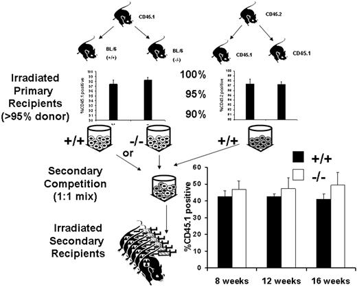 Figure 6. The Gab2−/− microenvironment is not defective in support of cells capable of multilineage hematopoietic repopulation. To determine whether a component of the defects observed from donor Gab2−/− BM could be due to cell-extrinsic defects in the microenvironment, we used a BM chimera approach. Wild-type CD45.1 BM cells were transplanted into lethally irradiated wild-type or Gab2−/− (CD45.2) recipients. A similar transplantation was performed with wild-type CD45.2 BM into CD45.1 recipients. Eight weeks after transplantation, the hematopoiesis was greater than 95% donor derived as indicated on the upper two graphs; the mice were killed, and the BM grafts were competed against each other (CD45.2 vs CD45.1). Shown in the lower graph are analyses of engraftment obtained 8, 12, and 16 weeks after secondary transplantation. No significant difference was observed when either wild-type or Gab2−/− mice were used as primary hosts (P < .1). Error bars represent the average plus or minus a standard deviation.