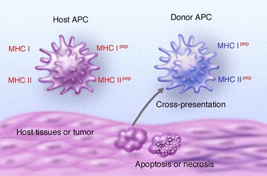 Figure 1. Pathways of antigen presentation after allogeneic stem cell transplantation. Host alloantigens can be presented by host APC (direct presentation) or crosspresented by donor APC after uptake of particulate host material (indirect presentation). In direct presentation, donor T cells can potentially recognize allogeneic MHC antigens on host APC (MHC shown in red with or without a requirement for peptide) or may recognize host alloantigens (including allogeneic MHC or minor H antigens) that have been processed and presented by host APC. Alternatively, host allogeneic MHC or minor H antigens may be presented indirectly by donor APC.