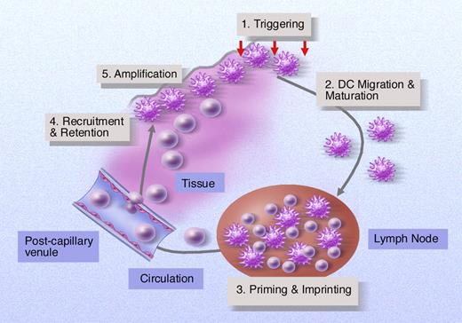 Figure 2. Antigen-presenting cells can influence development of GVHD at multiple levels. Initial tissue injury and innate immune activation may trigger APC within tissues and induce certain APC populations such as DCs to migrate to draining lymph nodes. Migrating DCs or other lymph node resident APCs “trap” graft-versus-host-reactive T cells at this site for 3 to 4 days where they induce T cell activation and may “imprint” a homing phenotype that permits selective trafficking of effector cells to GVHD target organs. APCs within inflamed tissues may act to amplify the developing GVH response by providing further priming signals to T cells in situ by producing proinflammatory cytokines or actively recruiting T cells and other cellular effectors to this site.