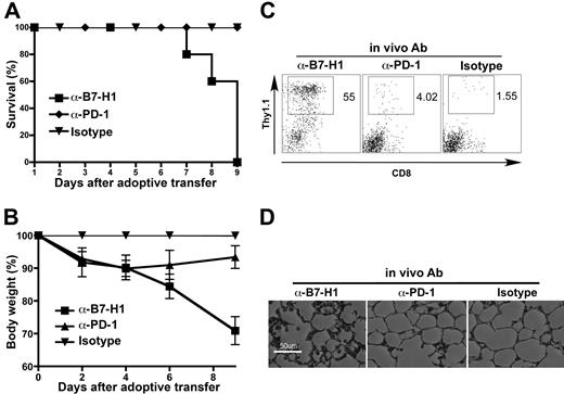 Figure 4. In vivo blockade of PD-1 and B7-H1 at the time of antigen encounter abrogates tolerance and results in autoimmunity. (A-D) C3-HAhigh mice were adoptively transferred with clone 4 cells and anti-PD-1 or anti-B7-H1 blocking antibodies or isotype control on day 0. (A) Survival of antibody-treated treated C3-HAhigh mice, n = 5. (B) Mean body weight relative to isotype control. Data are mean ± SEM. (C) FACS analysis of lung-infiltrating lymphocytes, gated on lymphocytes. Percentage shows the gated clone 4 T cells per total lymphocytes. (D) Pulmonary histology: 8-μm frozen sections were stained with hematoxylin and eosin, 100× magnification shown.