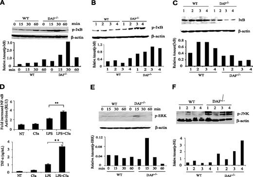 Figure 4. Role of NF-κB activation and MAP kinase phosphorylation in the LPS sensitivity phenotype of DAF−/− mice. (A) Western blot analysis showing the time course of IκBα phosphorylation in wild-type (WT) and DAF−/− mouse spleens after LPS challenge. Each time point represents an individual mouse. (B) Western blot analysis of IκBα phosphorylation in the spleens of 4 WT and 4 DAF−/− mice at 30 minutes after LPS challenge. (C) Western blot analysis of IκBα levels in the spleens of 4 WT and 4 DAF−/− mice at 60 minutes after LPS challenge. (D) Effect of C5a (50 nM) on LPS (100 ng/mL)–induced activation of an NF-κB luciferase reporter gene and TNF-α production in RAW264.7 cells. Cells were transiently transfected with the reporter gene plasmid together with a human C5aR cDNA construct. NT, No treatment. (E) Western blot analysis showing the time course of ERK1/2 phosphorylation in WT and DAF−/− mouse spleens after LPS challenge. Each time point represents an individual mouse. (F) Western blot analysis of JNK phosphorylation in the spleens of 4 WT and 4 DAF−/− mice at 60 minutes after LPS challenge. Relative amount of each protein was expressed as the ratio between the protein and β-actin signals on Western blots.