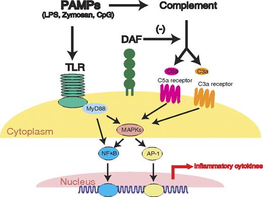 Figure 7. Diagram showing proposed interaction between complement and the TLR pathways. PAMPs such as LPS and zymosan can activate both pathways. Activated complement regulates TLR signaling through the G-protein-coupled anaphylatoxin receptors C5aR and C3aR, MAPKs, NF-κB, and likely other transcription factors. In the absence of the complement regulatory protein DAF, complement activation and its effect on TLR signaling is amplified. The absence of DAF may be mimicked by strong complement activators such as CVF or pathological conditions such as sepsis.