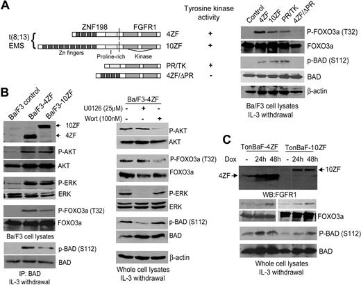 Figure 1. Expression of ZNF198-FGFR1 activates both the AKT and ERK pathways, leading to phosphorylation at 14–3-3 binding sites of FOXO3a (T32) and BAD (S112), respectively. (A) (Left) Schematic diagram of ZNF198-FGFR1 fusion and truncation constructs. (Right) Expression of ZNF198-FGFR1 4ZF and 10ZF isoforms as well as activated truncation mutant PR/TK results in phosphorylation of FOXO3a (T32) and BAD (S112). Ba/F3 cells and cells expressing a kinase dead mutant 4ZF/ΔPR were included as negative controls. (B) Activation of the AKT and MAPK pathways in Ba/F3 cells stably expressing 4ZF and 10ZF isoforms resulted in phosphorylation of FOXO3a (T32) and BAD (S112), respectively. Cells stably expressing 4ZF were treated with U0126 and wortmannin at the indicated concentration for 90 minutes before immunoblotting. (C) Induced expression of 4ZF and 10ZF in TonBaF cells results in phosphorylation of FOXO3a (T32) and BAD (S112).