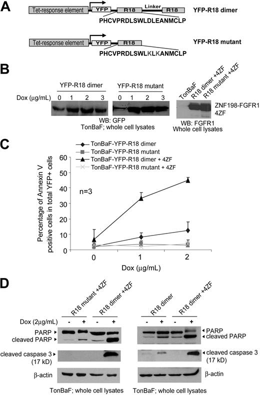 Figure 2. Induced expression of a 14–3-3 antagonist R18 induces apoptosis in Ba/F3 cells transformed by ZNF198-FGFR1. (A) Schematic diagram of the structure and amino acid sequences of YFP-tagged R18 dimer and mutant. The R18 dimer construct contains 2 R18 motifs separated by a linker of 11 amino acids. (B) Inducible expression of YFP-tagged R18 dimer and mutant as well as stable expression of ZNF198-FGFR1 4ZF in the TonBaF cell lines. The GFP antibody applied cross-reacts with YFP. (C) TonBaF cells transformed by 4ZF are more sensitive to R18-induced apoptosis compared with control TonBaF-R18 cells. Cells were stained with PE-conjugated antiannexin V reagent and analyzed by FACS for the apoptotic population that is characterized as the fraction of annexin V/YFP double-positive cells in total YFP-positive cells (%). TonBaF cells inducibly expressing R18 cultured in the presence of IL-3 were included as controls. (D) R18 expression induced cleavage of PARP and caspase-3 in TonBaF R18 parental cells and 4ZF-transformed cells.