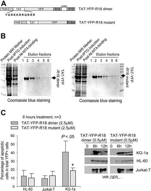 Figure 4. TAT-YFP-R18 dimer is able to transduce into human leukemia KG-1a cells expressing FGFR1OP2-FGFR1 fusion and effectively induces apoptosis. (A) Schematic diagram of the structure of TAT-YFP-R18 dimer and -R18 mutant. Amino acid sequence of the TAT protein transduction domain is indicated. (B) Induced expression of recombinant TAT-YFP-R18 proteins in bacteria by IPTG. The fusion proteins were purified, and the purification efficiency was determined by Coomassie blue staining. (C) TAT-YFP-R18 dimer transduces into and induces significant apoptosis in KG-1a cells but not in control HL-60 and Jurkat T cells. The cells were incubated with TAT-YFP-R18 proteins for 6 hours, followed by staining with antiannexin V reagent and analysis by FACS for the apoptotic population that is characterized as the fraction of annexin V/YFP double-positive cells in total YFP-positive cells (%). Indicated P values were determined by the Student t test. Transduced TAT-YFP-R18 proteins were detected by Western blotting.