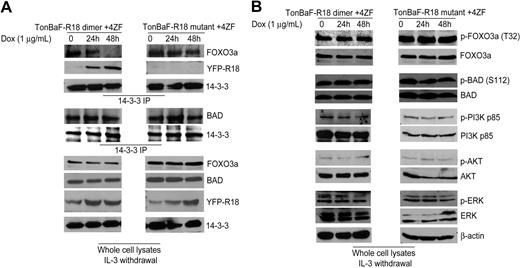 Figure 5. R18 disrupts interaction between 14–3-3 and FOXO3a but not 14–3-3–BAD association in Ba/F3 cells transformed by ZNF198-FGFR1. (A) 4ZF-transformed TonBaF cells inducibly expressing YFP-tagged R18 dimer or mutant were cultured with Dox in the absence of IL-3 for 24 and 48 hours. Coimmunoprecipitated FOXO3a, BAD, and YFP-tagged R18 dimer or mutant in 14–3-3 immunoprecipitates were detected by specific antibodies. (B) Phosphorylation levels of FOXO3a, BAD, PI3K, AKT, and ERK in the cell lysates were probed by Western blotting as controls.