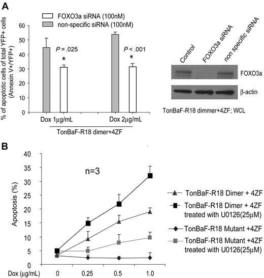 Figure 6. R18 induces apoptosis in part through FOXO3a in cells expressing ZNF198-FGFR1. (A) Cells were transfected with siRNA for 24 hours before Dox induction. The apoptotic population was characterized as the fraction of annexin V/YFP double-positive cells in total YFP-positive cells (%). Indicated P values were determined by the Student t test. (B) MEK1 inhibitor U0126 treatment enhanced R18-induced apoptosis in the 4ZF-transformed TonBaF cells. Cells were treated with an increasing concentration of Dox in the presence or absence of U0126 for 24 hours, followed by annexin V staining and FACS analysis for the apoptotic population.