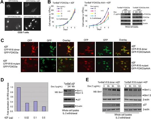 Figure 7. R18 induces apoptosis by rescuing the nuclear localization of FOXO3a in cells expressing ZNF198-FGFR1. (A) Expression of constitutively activated 4ZF fusion tyrosine kinase results in cytoplasmic localization of FOXO3a. (B) Induced expression of nuclear-localized FOXO3aAAA mutant attenuates IL-3 independence of TonBaF cells transformed by 4ZF. (C) Expression of R18 dimer inhibits cytoplasmic sequestration of FOXO3a induced by 4ZF and rescues nuclear localization of FOXO3a. COS7 cells were cotransfected with 4ZF, CFP-tagged R18 dimer or mutant, and EGFP-FOXO3a or EGFP-FOXO3aAAA mutant. The molar ratio of DNA amount in the cotransfection experiment was 2:1:1 (4ZF/R18/FOXO3a) to ensure successful 4ZF transfection in cells that are both CFP and EGFP positive. (D) Expression of 4ZF abrogates FOXO3a-dependent transcription regulation. (Left) U2-OS cells were transiently cotransfected with the 3× IRS reporter plasmid encoding luciferase, pCMV-Renilla, and an increasing amount of plasmid encoding 4ZF. The luciferase activity was measured and normalized to Renilla luciferase activity. The fold of luciferase activity was normalized to the activity of cells in the absence of 4ZF transfection. Representative data are shown from repeated experiments. (Right) Decreased expression of Bim1 and p27kip1 in TonBaF cells inducibly expressing 4ZF. Two isoforms of Bim1, L (long) and S (short), were detected. (E) Induced expression of R18 dimer rescued FOXO3a-dependent expression of Bim1 and p27kip1 in TonBaF cells expressing 4ZF. The samples were analyzed by using a Zeiss LSM 510 META microscope with a 40×/1.30 objective lens. The pictures were taken by using a photo multipler tube (PMT) and analyzed by Adobe Photoshop 6.0 (Adobe, San Jose, CA).