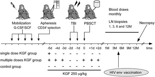 Figure 1. Study design. Animals were mobilized with granulocyte colony–stimulating factor/SCF for 4 days and PBMCs collected by leukapheresis, followed by CD34+ selection. They underwent transplantation after TBI. We compared 3 groups: one group received KGF once before, the second 3 times before, and the third 3 times after conditioning. These animals were compared with a control group that underwent transplantation without KGF treatment. All were vaccinated with an HIV env vaccine 3.5 months after transplantation, and followed for 12 months after transplantation. They were euthanized and underwent necropsy to collect all lymphoid tissue at the end of study.