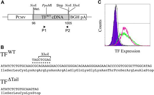 Figure 1. Generation and characterization of novel C57BL/6-derived TF cell lines. (A) Schematic representation of the wild-type TF expression vector used to generate TFWT cells. The TF expression vector was generated by cloning a PCR-amplified murine TF cDNA into the multiple cloning site of the plasmid pcDNA3.1 + /Hygro (Invitrogen) containing both a CMV promoter and a polyadenylation signal derived from the bovine growth hormone gene (BGH pA). P1 and P2 indicate the relative positions of primer sequences used to generate a TF cDNA cassette encoding a truncated form of the protein lacking the cytoplasmic tail (TFΔTail). (B) The mutagenic P2 primer changed the CGC codon at position 934-936 in the Hartzell et al44 numbering system to a termination codon (TAG) and introduced a downstream XhoI site to assist in molecular cloning (nucleotide substitutions denoted by *). The PCR product generated by these primers was digested with PpuMI and XhoI and ligated into a PpuMI/XhoI cut pcDNA3.1 + /Hygro/TF vector. (C) Diagnostic fluorescence-activated cell sorting analysis of murine TF expression on the surface of tumor cell lines using the ICON recombinant fusion protein containing murine fVII linked to the Fc region of IgG and a phycoerythin-conjugated Fc antibody. Note that a comparable pattern of TF expression was observed in TFWT (green) and TFΔTail (red) cell populations based on fluorescence distribution and mean fluorescence intensity (59 and 61 arbitrary fluorescence units, respectively). Control analyses shown for comparison are TFO cells processed in parallel for fluorescence-activated cell sorting analysis using ICON protein and phycoerythin-conjugated Fc antibody (gray) and TFWT cells processed using the phycoerythin-conjugated Fc antibody, but in the absence of ICON protein (blue).