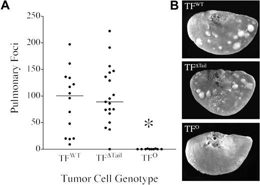 Figure 3. TF is a crucial determinant of metastatic potential but not the TF cytoplasmic domain. (A) Quantitative analysis of experimental pulmonary metastases formed 21 days after intravenous injection of 4 × 105 TFWT, TFΔTail, or TFO tumor cells into immunocompetent C57Bl/6 mice. The lungs were harvested and fixed in Bouin's solution to better highlight metastatic foci. Each point indicates the total number of pulmonary foci present on all lung lobes from an individual mouse and the horizontal bars represent median values within each cohort. Note that tumor cells carrying TF exhibited markedly greater metastatic potential than TFO cells (*P < .001, Mann-Whitney U test), but the elimination of the TF cytoplasmic domain had no significant affect on metastasis. (B) Typical appearance of metastatic foci present on individual lung lobes 21 days after intravenous injection of 4 × 105 cells. Note that the metastatic foci formed by TFΔTail cells were indistinguishable from TFWT foci. However, lungs harvested from mice injected with TFO cells were effectively clear of metastases.