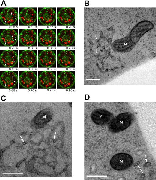 Figure 4. Transferrin-containing vesicles move to mitochondria. (A) Confocal micrograph time series of a representative reticulocyte with labeled mitochondria (red) and holo-transferrin (green). Panels proceed from left to right with a 50 ms interval. Arrows in the leftmost panel of each row highlight some of the vesicles that appear to interact with mitochondria over the course of the videomicrograph. Cell diameter is approximately 8 μm. The corresponding videomicrograph is shown in Video S3. (B-D) TEM images of reticulocytes labeled with HRP-Tf. M, mitochondrion; arrows indicate HRP-Tf. Scale bar is 200 nm.