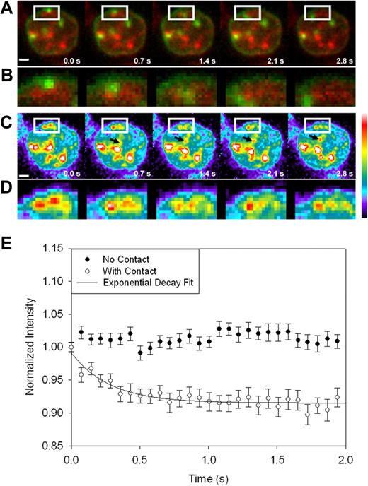 Figure 6. Endosome-mitochondria proximity increases chelatable, mitochondrial iron. Alexa Green 488 transferrin (green) and RPA (red) were imaged simultaneously with a dualcam system and 2 Cascade 512B cameras. (A) The white box shows a region where a transferrin containing endosome appears to contact a mitochondria, enlarged in (B). (C) Pseudo color images of the red signal to more clearly illustrate the decrease in intensity of the signal following contact with the iron containing endosome. An “uncontacted” mitochondrion whose intensity does not decrease with time is denoted by black arrows. (D) Enlarged images of the region outlined by the white box in C. Images are an average of 10 image frames, corrected for background intensity and were smoothed with a 2 × 2 pixel low pass filter. Scale bar is 1 μm. (E) Plot of the intensity versus time for mitochondria that either made contact with endosomes (open circles) or control mitochondria that did not contact endosomes (closed circles). Error bars represent standard error of the mean. Data were collected and smoothed as described in “Materials and methods; Data analysis”.