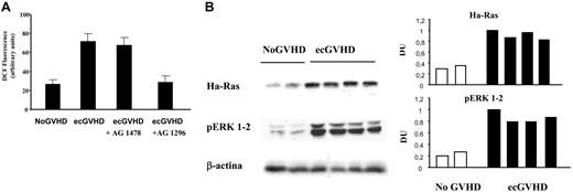 Figure 4. Ha-Ras-ERK 1/2-ROS signaling in fibroblasts from patients with cGVHD. (A) Levels of reactive oxygen species, evaluated as DCF fluorescence intensity (arbitrary units) in 3 fibroblast cell lines from patients with and without GVHD (ecGVHD and No GVHD, respectively). Fibroblasts from patients with ecGVHD also were pre-incubated with selective inhibitors of EGFR and PDGFR (AG 1478 and AG 1296, respectively; 2 μM for 2 hours). (B) Left part. The data shown were obtained with 2 and 4 fibroblast cell lines from patients with and without GVHD (ecGVHC and No GVHD, respectively) cultured in 0.2% FCS for 48 hours before being harvested. Immunoblots were developed with specific antibodies against Ha-Ras on cell lysates immunoprecipitated with a monoclonal anti–pan-Ras antibody. Phosphorylated forms of ERK 1/2 were detected by immunoblotting with phosphospecific antibodies. The right part of the panel shows the densitometric analysis of the blots of the left part.