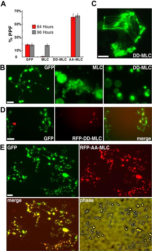 Figure 4. Myosin light chain regulates PPF negatively in a myosin-IIA–dependent manner. (A) Constitutively activated (D18D19), dominant-negative (A18A19), or wild-type GFP-tagged MLC constructs were introduced into fetal liver–derived blood progenitors by retroviral transduction. Wild-type MLC significantly delayed the onset and peak of PPF, whereas D18D19-MLC blocked PPF and A18A19-MLC enhanced PPF less than 2-fold. (B) PPF morphology after exogenous MLC expression. Abnormal grape-like clusters of proplatelets appeared with expression of wild-type MLC, compared with fully extended PPF in control GFP-expressing MKs; D18D19-MLC showed restricted localization within MKs (bright green spots) and blocked PPF. (C) GFP-D18D19-MLC incorporates into actomyosin structures formed within fibroblasts in the same primary cultures. (D) D18D19-MLC also blocked PPF in MKs derived from normal ES cells (data not shown) but not in those from Myh9−/− ES cells. RFP-fused D18D19-MLC was introduced by retroviral transduction into blood progenitors derived from GFP+ Myh9−/− ES cells on differentiation day 5 and again localized in a few spots within cells. A neighboring MK not expressing RFP-D18D19-MLC is also shown (red arrowhead). Both cells show fully extended proplatelets that appear normal. (E) A18A19-MLC enhanced PPF in wild-type MKs. MKs derived from blood progenitors doubly transduced with GFP and RFP-A18A19-MLC generated considerably more proplatelets than MKs expressing only GFP. All scale bars represent 15 μm.