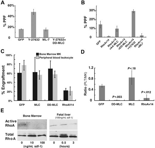 Figure 5. The small-GTPase Rho and its effector kinase ROCK control platelet production in vitro and in vivo through regulation of myosin-IIA functions. (A) MLC phosphorylation appears to be regulated by ROCK. Kinase inhibitors were added to primary MKs enriched over a BSA step-gradient on day 3 of fetal liver cell culture. PPF, assessed 24 hours later by the method described in Figure 2, was enhanced by the ROCK inhibitor Y-27632 but not the MLCK inhibitor ML-7. The effect of Y-27632 was completely reversed upon expression of D18D19-MLC. (B) Expression of activated Rho (RhoAV14) in MKs led to greatly reduced PPF, which was reversed by Y-27632 or expression of dominant-negative A18A19-MLC, but not by ML-7. (C) Mouse transplantation with blood progenitors transduced by retroviral constructs expressing wild-type MLC, D18D19-MLC, or RhoAV14. Comparison of peripheral blood leukocyte engraftment and bone marrow MK engraftment in animal groups transplanted with cells transduced by the indicated constructs. (D) Assessment of platelet production efficiency. Peripheral blood platelet recovery was measured 5 weeks after transplantation, followed by euthanasia to determine bone marrow MK and myeloid engraftment using flow cytometry. Only animals showing less than 15% MK engraftment were included in the analysis. Thrombopoietic efficiency is expressed as the ratio of (GFP+ platelets/total platelets) to (GFP+ MKs/total MKs). Statistical significance of the differences between groups was calculated by the 2-tailed Student t test. (E) Sdf-1 attenuates endogenous RhoA activity in mature MKs. Bone marrow–derived MKs, isolated over a BSA step-gradient 72 hours after culture initiation, were treated with 10 or 100 ng/mL recombinant Sdf-1. Activated and total Rho levels were evaluated after 3 hours. The right panel shows a time-course study of fetal liver–derived primary MKs treated with 100 ng/mL Sdf-1, with determination of Rho activity 30 minutes and 3 hours later.
