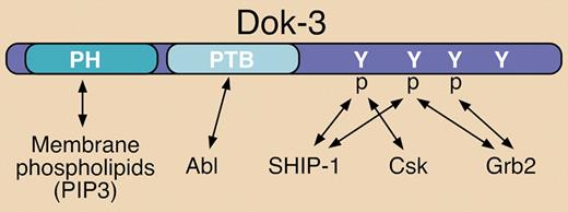 Structural elements and known binding partners of Dok-3. Dok-3 interacts with various signaling proteins via a PTB domain and several C-terminal phosphorylated (p) tyrosine (Y) residues. Known interactions are indicated by double-sided arrows. The pleckstrin homology (PH) domain can interact with phosphatidylinositol 3,4,5-trisphosphate (PIP3) at the plasma membrane.