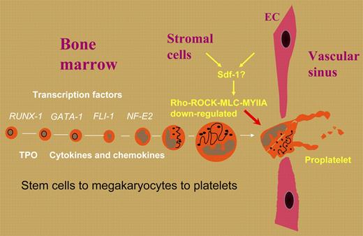 Positive and negative regulators in the bone marrow may determine the time and place of proplatelet formation in mature megakaryocytes and strategically control platelet production.