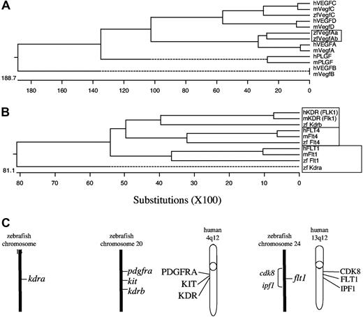 Figure 1. Evolutionary relationship between human and zebrafish Vegfa isoforms and receptors. Protein sequences were aligned using ClustalW (European Bioinformatics Institute, Cambridge, United Kingdom) with the complete open reading frames. Species are indicated as follows: zf, zebrafish; m, mouse; and h, human. (A) Alignment of VegfA proteins shows a closer relationship of the newly isolated gene to VEGFA than VEGFB, VEGFC, VEGFD, and PLGF. (B) Alignment of RTK sequences. The zebrafish gene (Kdra) formerly referred to as flk1 shows a closer relationship to hFLT1 and mFlt1 than to hKDR (hFLK1) and mKDR (mFlk1). (C) Radiation hybrid mapping of zebrafish kdra, flt1, and kdrb and synteny comparison. Zebrafish kdrb is located on chromosome 20 in a region syntenic to human KDR, nearby the zebrafish orthologues of kit and pdgfra, which map near human KDR on human chromosome 4q12. Zebrafish kdra is on chromosome 14, and flt1 near cdk8 and ipf1 in a region on chromosome 24, which is syntenic to the human 13q12 region where FLT1, CDK8, and IPF1 are located.