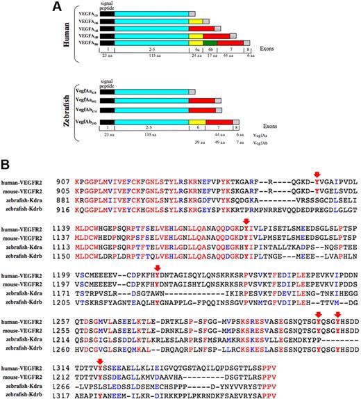 Figure 2. Expression and structure of zebrafish VegfA genes and receptors. (A) Zebrafish vegfA exon/intron boundaries were predicted by blasting against the zebrafish genome. The structural similarities between vegfAb171, vegfAa165, and human VEGFA165 suggest that vegfAb171 is an orthologue of human VEGFA165 and similarly, that vegfAb210 is orthologous to human VEGFA189 and/or VEGFA206. (B) Alignment of the cytoplasmic domain of zebrafish Flk1 and human and mouse KDR. Conservation of critical tyrosine residues (arrows) shows that the flk1 RTK described here (Kdrb) is more closely related to KDR than the previously described putative flk1 gene (referred to now as kdra). See “Cloning and analysis of VegfAb and Flk1” for a full description of the critical residues and their function.