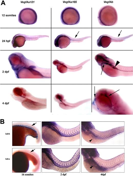 Figure 3. Expression of the zebrafish VegfA and Kdra genes in the developing embryo. (A) Whole-mount in situ hybridization with probes to vegfAa121, vegfAa165, or vegfAb. Both vegfAa121 and vegfAa165 are diffusely expressed at 12 somites, whereas vegfAb is not appreciably expressed at this time point. At 24 hours after fertilization (hpf), both isoforms of vegfAa were broadly expressed, although vegfAa165 was more clearly seen in the somites. vegfAa165 is more highly expressed in the developing CNS than vegfAb, whereas in the lens vegfAb is more highly expressed, and both are expressed in the developing somites (). At 2 dpf, vegfAa121 is expressed in the developing heart vasculature and pectoral fins. The aortic vasculature is also identified in vegfAb in situs, but in contrast, only vegfAb is expressed in the developing pronephros (◀). At 4 dpf, significant expression is restricted to vegfAb in the vasculature surrounding the eye. (B) Wild-type embryos were analyzed by whole-mount in situ hybridization with a probe to either kdrb (top panels) or kdra (bottom panels) at 16 somites (left panels), 2 dpf (middle panels), and 4 dpf (right panels). At 16 somites, expression is limited to the inner cell mass. By 2 dpf, the developing intersomitic vasculature expresses both kdrb and kdra. At 4 dpf, both genes are expressed in the developing subintestinal veins (SIVs) and in the remaining vasculature. See “In situ hybridization and photography” for image acquisition information.
