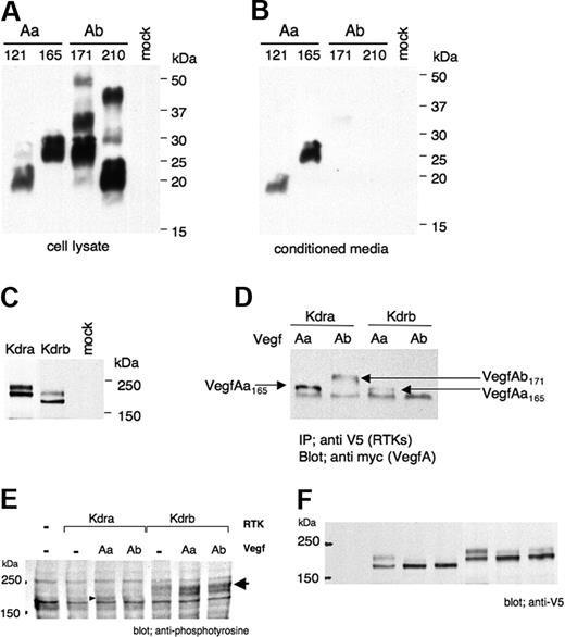 Figure 6. VegfAb secretion and binding. Full-length vegfAa121, vegfAa165, vegfAb171, and vegfAb210 tagged with a V5 epitope at the N-termini were transfected into COS7 cells. (A) Western blot with a V5 antibody showed that although all 4 proteins are detectable in cell lysates (B) only VegfAa121 and VegfAa165 were secreted. (C) Transfected full-length kdra and kdrb fused to a V5 epitope were detectable in cell lysates of COS7 cells. (D) Replacing the endogenous signal peptide on all isoforms with the Igκ signal peptide resulted in secretion of both VegfAa and VegfAb. HEK 293 cells were transfected individually with Igκ-HA-vegfAa165-Myc, Igκ-HA-vegfAb171-Myc, soluble kdra-V5, and soluble kdrb-V5. Transfected cells were grown for 4 days, and conditioned media were collected, mixed, and incubated overnight. Immunoprecipitation (IP) with a V5 antibody (RTKs), blotting with Myc antibody (VegfAs), demonstrates that soluble Kdra bound to both VegfAa165 and VegfAb171; however, Kdrb did not appear to bind VegfAb171 as well as VegfAa165 in this assay. (E) Igκ-HA-vegfA-V5 constructs and Kdra-V5/pcDNA3.1 or Kdrb-V5/pcDNA3.1 were cotransfected into COS7 cells blotted with antiphosphotyrosine antibody, indicating activation of both RTKs by both VegfAa and VegfAb or (F) anti-V5 antibody demonstrating expression of the Kdra or Kdrb proteins.
