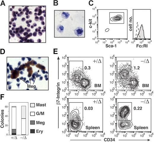 Figure 2. SCL−/Δ mice have increased bone marrow and splenic mast-cell progenitors. (A) Morphology of typical colony grown from agar culture of SCL−/Δ bone marrow. The colony was floated and fixed on a slide and then stained with hematoxylin. (B) Toluidine blue stain of cells picked from a typical colony and spun onto a slide. (C) Flow cytometric analysis of a single colony stained with c-kit, Sca-1, and FcϵRI. The dotted line in the histogram represents the isotype control. (D) Acetylcholinesterase stain of floated and fixed mast cell colony demonstrating megakaryocytes (Megs). (E) Flow cytometric analysis of CD34 and β7-integrin expression on lineage marker–negative (Mac-1, B220, TER119, CD3), c-kit+ Sca-1− IL-7R− bone marrow (BM) and spleen cells from SCL+/Δ and SCL−/Δ mice. The numbers represent the mean percentages within the gates of total nucleated cells from 2 mice of each genotype. (F) Mean colony numbers from bone marrow cells cultured in methylcellulose for blast-forming unit–erythroid (Ery) or agar for megakaryocyte (Meg), granulocyte/macrophage (G/M), and mast-cell colonies. Numbers have been standardized for 25 000 cultured cells from mice reconstituted with either SCL+/Δ or SCL−/Δ bone marrow cells (n = 4 for each genotype).