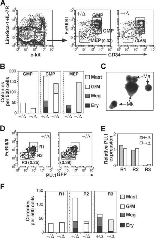 Figure 3. Mast-cell progenitors in SCL−/Δ mice arise from the megakaryocyte-erythroid progenitor cell fraction. (A) Flow cytometric analysis used for isolating common myeloid progenitors (CMPs), megakaryocyte-erythroid progenitors (MEPs), and granulocyte-macrophage progenitors (GMPs) from SCL+/Δ or SCL−/Δ bone marrow cells. The gate used for lineageneg c-kit+ cells is shown in the left dot plot and gates for CMPs, MEPs, and GMPs in the right dot plots. The numbers represent the mean percentage of MEPs of total nucleated cells from 4 mice of each genotype. (B) Mean numbers of colonies from 500 sorted cells from SCL+/Δ or SCL−/Δ mice cultured in methylcellulose or agar containing IL-3, SCF, and Epo. Results are the means from 2 independent experiments. Ery indicates blast forming unit-erythroid; Meg, megakaryocyte colonies; and G/M, granulocyte and granulocyte-macrophage colonies. (C) Acetylcholinesterase stain of a floated and fixed mast cell colony grown from SCL−/Δ MEP cells. (D) Flow cytometric analysis used for isolating myeloid progenitors according to PU.1gfp and FcRIII/II expression on lineageneg Sca-1− IL-7Rα− c-kit+ bone marrow cells from SCL+/Δ or SCL−/Δ mice. The gated regions used for cell sorting and the mean percentage of R3 cells calculated from 3 mice of each genotype are shown. (E) Relative PU.1 mRNA expression in sorted cell fractions measured by real-time PCR. Expression was normalized for HPRT and expression of PU.1 in SCL+/Δ R2 cells was arbitrarily set at 1.0. (F) Mean numbers of colonies from 500 sorted cells from SCL+/Δ or SCL−/Δ mice cultured in methylcellulose or agar containing IL-3, SCF, and Epo. Results are the mean from 3 independent experiments.