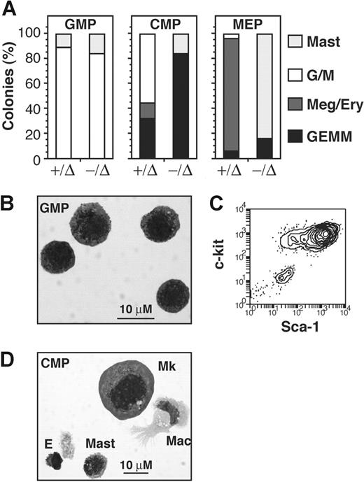 Figure 4. Normal mast-cell progenitors arise from GMPs rather than MEPs. (A) Proportion of progenitor cell types generated from 10-day liquid cultures of GMPs, CMPs, or MEPs from SCL+/Δ or SCL−/Δ mice. Wells containing only single colonies were analyzed by morphology and flow cytometry. At least 20 colonies were analyzed for each cell type. (B) Wright-Giemsa stain of a single colony from SCL+/Δ GMP culture. (C) Flow cytometric analysis of a single colony from SCL+/Δ GMP culture. (D) Wright-Giemsa stain of a single colony from a SCL+/Δ CMP culture.