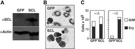 Figure 6. Enforced expression of SCL does not prevent mast-cell formation from SCL−/Δ cells. (A) Western blot of SCL+/Δ bone marrow cells infected with either an MSCV-GFP retrovirus (GFP) or MSCV-SCLiresGFP retrovirus (SCL). Cells were harvested 3 weeks after sorting for GFP expression and growth in IL-3 and SCF. (B) Wright-Giemsa stain of SCL−/Δ bone marrow cells infected with the GFP or SCL retrovirus and cultured for 6 days in erythroid media containing SCF, Epo, IGF-1, and dexamethasone. (C) Numbers of erythroblasts (Erys) and granulocyte-macrophage cells (G/Ms) generated from 105 infected SCL+/Δ or SCL−/Δ bone marrow cells cultured in erythroid media for 6 days. Data are representative of 3 independent experiments.