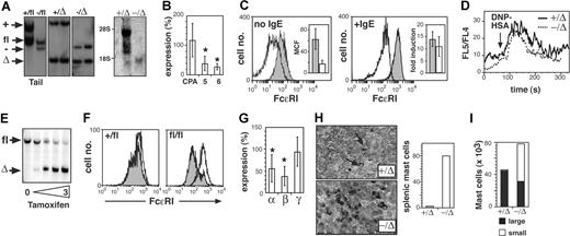 Figure 7. SCL is required for mast-cell maturation. (A) Southern blot (left) and Northern blot (right) of mast-cell lines derived from SCL+/Δ or SCL−/Δ bone marrow cells. Tail DNA from MxSCL+/fl and MxSCL−/fl mice is shown to demonstrate the position of the SCLfl allele. The faint band running at 18S may represent cross-hybridization with LYL1. (B) Expression of the MC-CPA (CPA), MCP-5, and MCP-6 in SCL−/Δ mast-cell lines relative to SCL+/Δ mast-cell lines. Data represent analysis of at least 4 lines from each genotype. *P < .05 using Student t test. (C) Surface FcϵRI expression on resting (no IgE) or IgE-stimulated SCL+/Δ (shaded histogram) and SCL−/Δ (open histogram) mast-cell lines. The mean cell fluorescence (MCF) of FcϵRI expression was calculated from 4 cell lines of each genotype. The fold induction of FcϵRI expression by IgE compared with no IgE is shown for 4 lines of each genotype. (D) Ca2+ flux in SCL+/Δ or SCL−/Δ mast-cell lines determined by flow cytometry based on the change of FL5/FL4 ratio. Data are representative of 3 cell lines of each genotype. (E) Southern blot of a mast-cell line derived from an SCLfl/fl mouse. The cells were infected with a tamoxifen-inducible Cre recombinase retrovirus and treated for 48 hours with various concentrations of tamoxifen (0 to 3 μM). (F) Surface FcϵRI expression on Cre retrovirus-infected mast-cell lines derived from SCL+/fl mouse or SCLfl/fl mouse. FcϵRI expression was measured in the absence (open histogram) or presence (shaded histogram) of 1 μM tamoxifen. (G) Expression of the α-, β-, and γ- chains of FcϵRI in SCL−/Δ mast-cell lines relative to SCL+/Δ mast-cell lines. Data represent analysis of 8 cell lines of each genotype. (H) Spleen sections from SCL+/Δ and SCL−/Δ mice treated with 25 μg/kg per day mIL-3 (PeproTech) and 50 μg/kg per day rSCF (Amgen) for 5 days. Sections are stained with toluidine blue to detect cells with metachromatic mast-cell granules (→). Data represent the mean number of mast cells per high-power field from 2 mice. (I) The mean number of mast cells in peritoneal space from cytokine-treated mice shown in panel H was calculated by multiplying the absolute peritoneal cell count by the percentage of mast cells determined by flow cytometry: small c-kit+Sca-1− and large c-kit+Sca-1+.
