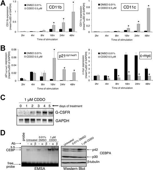 Figure 3. CDDO increases mRNA expression of CD11b, CD11c, p21cip1/waf1, and G-CSFR; induces CEBPA DNA binding; and suppresses the expression of c-myc. HL60 cells were exposed to 0.01% DMSO or 0.5 μM CDDO for the indicated times' RNA was extracted and DNAse-treated and retrotranscribed into cDNA. Subsequently, real-time PCR was performed as described in “Patients, materials, and methods.” The expression of CD11b and CD11c (A) as well as p21cip1/waf1 and c-myc (B) was assessed and is shown as the percentage of GAPDH mRNA expression. *P < .05 versus DMSO treatment (2-sided t test). (C) HL60 cells were cultured with 1 μM CDDO for the indicated time, RNA was extracted, and Northern blotting was performed using a probe for the human granulocyte colony-stimulating factor receptor (GCSFR). GAPDH mRNA expression served as a loading control. (D) Gel shift assay of CEBP protein DNA-binding activity in HL60 cells using a G-CSFR probe in the presence or absence of 1 μM CDDO (left panel). Supershift (s.s.) was analyzed using anti-CEBPA or anti-CEBPbeta antibodies (Ab). Total protein was comparable in the 3 lysates (right panel).