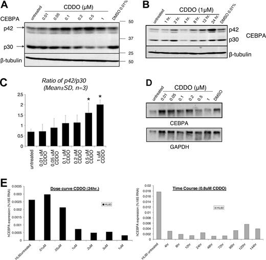 Figure 4. CDDO increases the expression of p42/p30 CEBPA protein isoforms at a posttranscriptional level. (A) CEBPA protein expression after 24 hours in untreated, DMSO-treated, and CDDO-treated HL60 cells is shown by Western blotting using a polyclonal rabbit anti-CEBPA antibody that recognizes the C-terminal part of CEBPA (top panel). P42 and p30 designate the 2 prominent isoforms of CEBPA, and beta-tubulin served as a loading control. (B) Time course of HL60 cells cultured in the presence or absence of 0.01% DMSO or 1 μM CDDO. Protein lysates were obtained at the indicated time points, and Western blotting for CEBPA was performed. Beta-tubulin served as a loading control. (C) The ratio of p42/p30 as determined by densitometry is shown in the panel on the right. *P < .05 versus untreated control. (D) HL60 cells were cultured for 24 hours without treatment or treated with 0.01% DMSO-treated or CDDO at the indicated doses, RNA was extracted, and Northern blotting performed. CEBPA mRNA expression was detected using a probe against the 3′UTR of human CEBPA. GAPDH mRNA served as a loading control. (E) Real-time RT-PCR analysis of RNA extracted from HL60 cells that were treated or not treated with different doses of CDDO for 24 hours (left panel) or 0.8 μM CDDO for different periods of time (right panel), as indicated. Human CEBPA mRNA expression is shown as the percentage of 18S RNA.