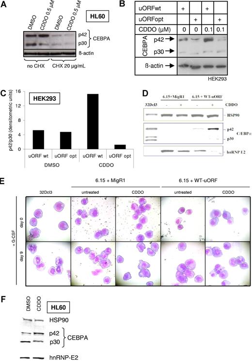 Figure 5. CDDO enhances granulocytic differentiation through CEBPA translation, and this involves the uORF of CEBPA. (A) HL60 cells were cultured for 22 hours with 0.01% DMSO or 0.5 μM CDDO after a 2-hour preincubation period with 20 μg/mL cycloheximide (CHX) and analyzed for CEBPA and beta-actin protein expression using Western blotting. (B) HEK293A cells were transiently transfected with an expression plasmid harboring the human CEBPA coding sequence and either a wild-type uORF sequence (uORFwt) or an uORF with an optimized Kozak sequence around the uORF ATG (uORFopt). Two hours after transfection, the cells were treated with 0.01% DMSO or 0.1 μM CDDO, and 24 hours after transfection, cells were lysed and subjected to Western blotting, using antibodies against CEBPA or beta-actin (left panel). (C) The ratio of p42/p30 was analyzed by densitometric analysis of panel B. (D) 32Dcl3, 6.15 + MigR1, and 6.15 + WT-uORF cells were cultured with G-CSF and treated with 0.01% DMSO or 0.5 μM CDDO for 48 hours, and Western blotting was performed using anti-HA, anti-HSP90, or anti–hnRNP-E2 antibodies. (E) May-Grünwald/Giemsa staining of 32Dcl3, 6.15 + MigR1, and 6.15 + WT-uORF cells cultured with G-CSF for 9 days in the presence or absence of 0.5 μM CDDO. (F) Western blot analysis of HL60 cells treated with DMSO or 0.5 μM CDDO. The blot was probed with CEBPA and hnRNP-E2 antibodies. HSP90 served as a loading control.