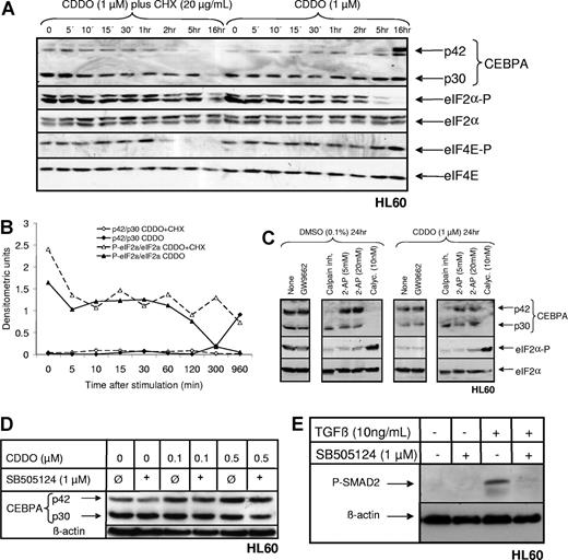 Figure 6. CDDO-induced CEBPA isoform changes require de novo protein synthesis, are associated with activation of eIF2α and eIF4E, but are independent of TGFβ and PPARgamma pathways. (A) HL60 cells were cultured for the indicated times in the presence of 1 μM CDDO with or without cycloheximide (20 μg/mL, CHX), and Western blotting was performed using the anti-CEBPA antibody. Blots were reprobed with anti–P-eIF2α, anti-eIF2α, anti–P-eIF4E, or anti-eIF4E antibodies. (B) Densitometric analysis of CEBPA p42/p30 and P-eIF2α/eIF2α bands from panel A. (C) HL60 cells were cultured for 24 hours in the presence or absence of 1 μM CDDO, and Western blotting was performed using anti-CEBPA, anti–P-eIF2α, and anti-eIF2α antibodies. In addition, cells were incubated in the presence of either the PPARgamma antagonist GW9662, calpain I inhibitor, an inhibitor of the eIF2α kinase PKR (2-aminopurine), or an inhibitor of the eIF2α phosphatase PP1/PP2A (calyculin A). (D) HL60 cells were treated with 0.01% DMSO, 0.1 μM CDDO, or 0.5 μM CDDO for 22 hours after a preincubation time of 2 hours with either no inhibitor or 1 μM of the TGFβ pathway inhibitor, SB505124, and analyzed for CEBPA and beta-actin by Western blotting. (E) HL60 cells were preincubated with the TGFβ pathway inhibitor (TGFβ/ALK5 receptor inhibitor) SB505124 for 2 hours and then stimulated with 10 ng/mL TGFβ1 for 1 hour and subjected to Western blotting using phospho-SMAD2 (P-SMAD2) or β-actin antibodies.