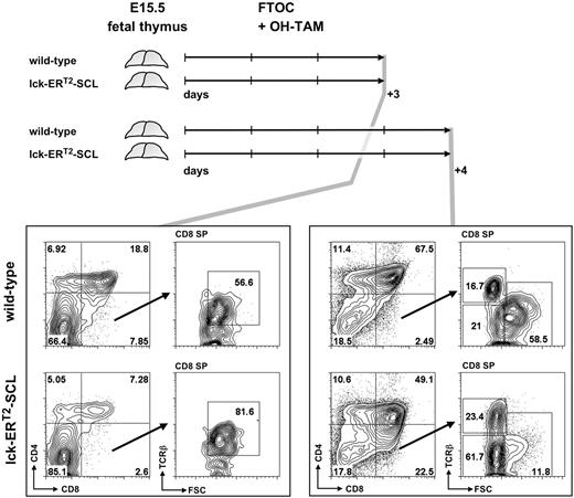 Figure 3. Fetal thymic organ culture revealed the derivation of small CD8+TCRβlow thymocytes from the double-positive CD4+CD8+ stage of T-cell development. Embryonic day–15.5 thymi of lck-ERT2-SCL and wild-type littermate control embryos were cultured for 3 and 4 days in the presence of 100 nM hydroxy-tamoxifen (OH-TAM). Representative plots of 3 independent experiments per group are shown. FTOC indicates fetal thymic organ culture; SP, single-positive; and FSC, forward scatter.