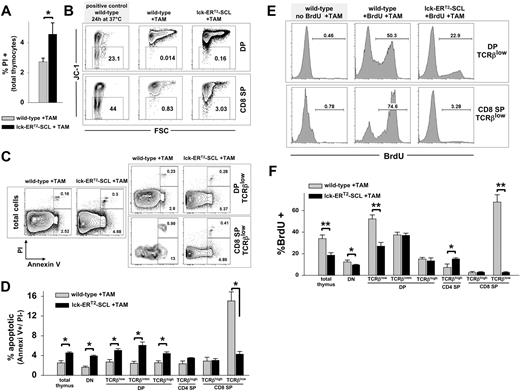 Figure 4. Conditional SCL activation results in decreased apoptosis and decreased cycling of CD8+TCRβlow thymocytes. (A) The proportion of dead thymocytes was examined by propidium iodide (PI) staining. Wild-type, n = 4; lck-ERT2-SCL, n = 4; TAM feed for 12 weeks. Error bars represent means plus or minus SD. (B) Early apoptosis was investigated by the loss of the mitochondrial membrane potential (Δψ), depicted by the loss of JC-1 red fluorescence. The proportion of JC-1–negative (early apoptotic) cells was established within forward and side scatter gated DP (CD4+CD8+, double-positive) and CD8 single-positive (SP) thymocytes. Wild-type, n = 3; lck-ERT2-SCL, n = 3; TAM feed for 11 weeks. (C) The proportion of apoptotic thymocytes (annexin V+/ PI−) was determined within forward and side scatter gated cells. Representative plots of indicated populations are shown. Wild-type, n = 3; lck-ERT2-SCL, n = 3; TAM feed for 7 weeks. (D) Quantification of annexin V/ PI flow cytometric analysis. Bar graphs represent the proportions (± SD) of apoptotic (annexin V+/ PI−) cells within thymic subsets. Error bars represent means plus or minus SD. (E) The proliferation of thymocytes was measured by in vivo BrdU incorporation. Mice (treated with TAM for 5 weeks) were exposed to BrdU for 36 hours before thymus harvest. Representative plots are shown. (F) Quantification of BrdU flow cytometric analysis. Wild-type, n = 4; lck-ERT2-SCL, n = 3; TAM feed for 5 weeks. Bars represent means plus or minus SD; *P < .05; **P < .001. SP indicates single-positive cells.