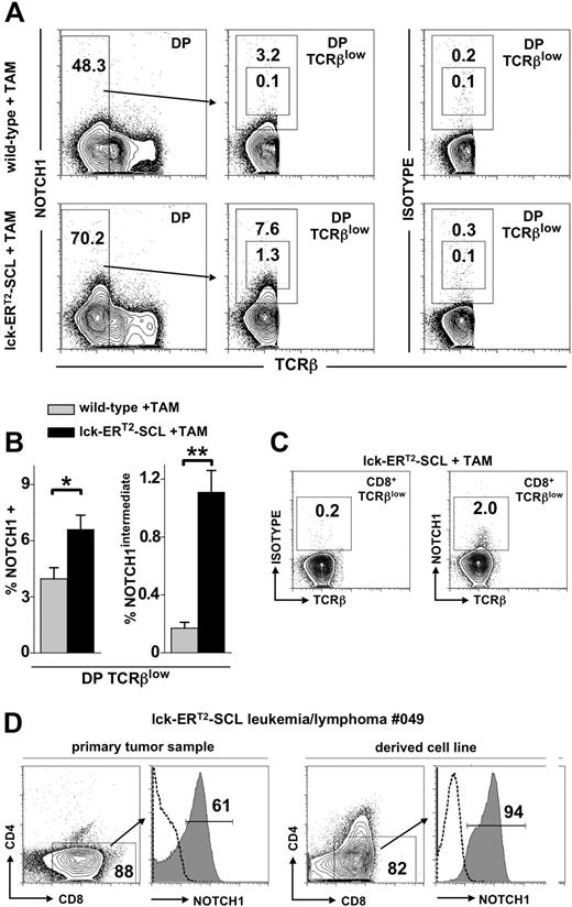 Figure 5. Conditional SCL activation leads to increased NOTCH1 expression. (A) Flow cytometric analysis of CD4+CD8+ (double-positive, DP) TCRβlow thymocytes for the expression of NOTCH1 with an antibody (clone mN1A) specific for the intracellular domain of NOTCH1. In addition, analysis with the corresponding IgG1κ isotype control antibody is also shown (right). Mice received tamoxifen (TAM) feed for 6 weeks. (B) Quantification of NOTCH1 expression within DP TCRβlow cells of TAM-treated wild-type (n = 4) and lck-ERT2-SCL (n = 4) mice. The proportion of total NOTCH1- and NOTCH1intermediate-expressing cells was determined and quantified by the gating strategy shown in panel A. *P < .01; **P < .001. (C) Analysis of NOTCH1 expression within the abnormal CD8+TCRβlow population of TAM-treated lck-ERT2-SCL mice. (D) Flow cytometric analysis of a primary lck-ERT2-SCL tumor (after 11 months of TAM treatment) and the corresponding cell line. Cells were stained for CD4, CD8, and NOTCH1. Dashed lines represent isotype control staining. (A,C,D) Numbers on the plots represent precentages of cells.